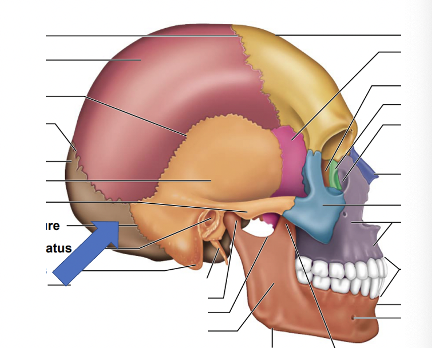 <p>Occipital bone</p>