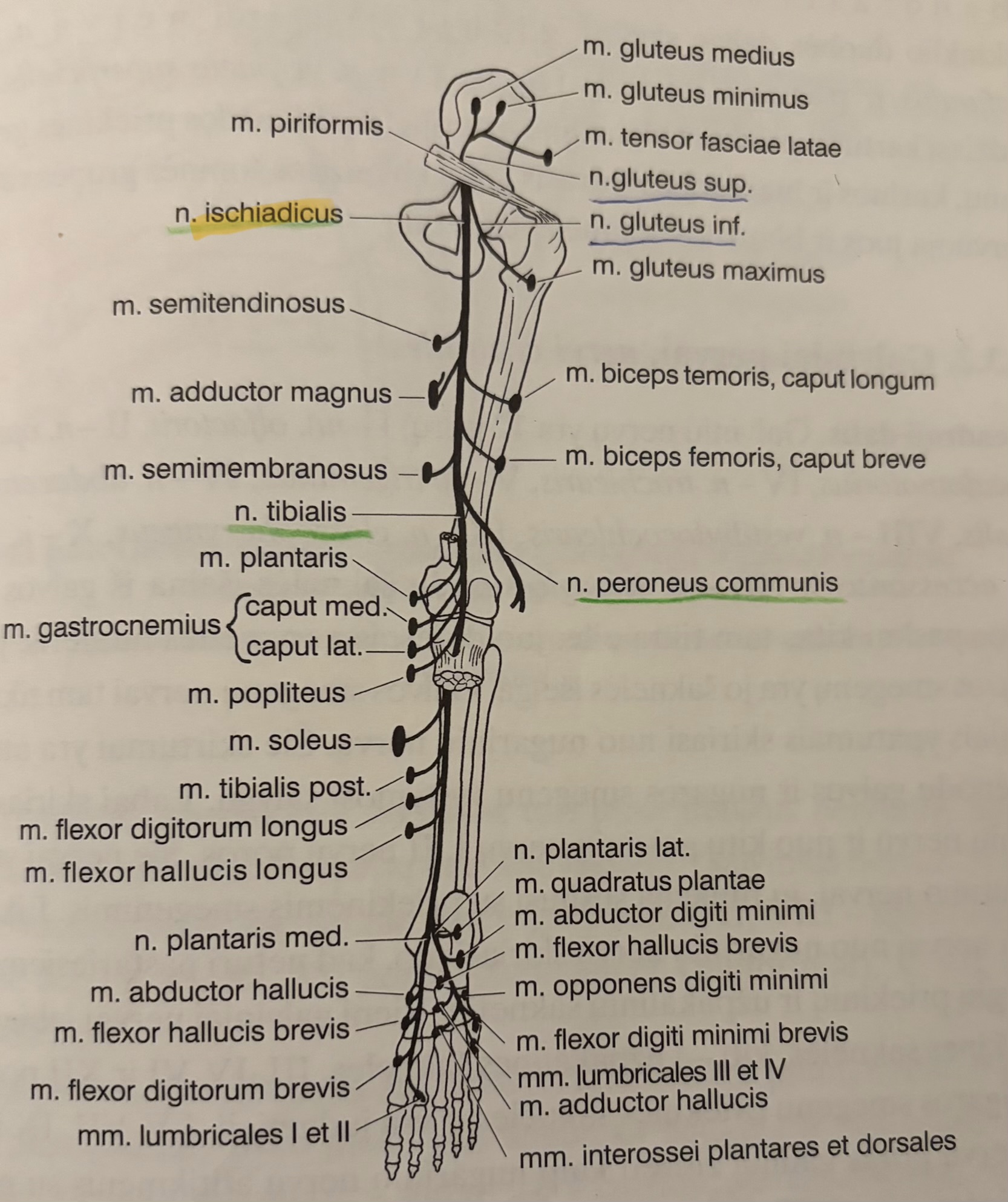 <p>Nervus ischiadicus</p>