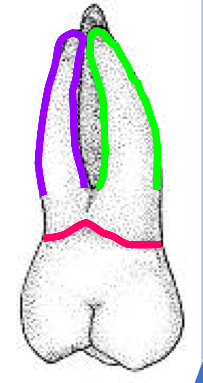 <p>Name the tooth and hi-lighted portions</p>