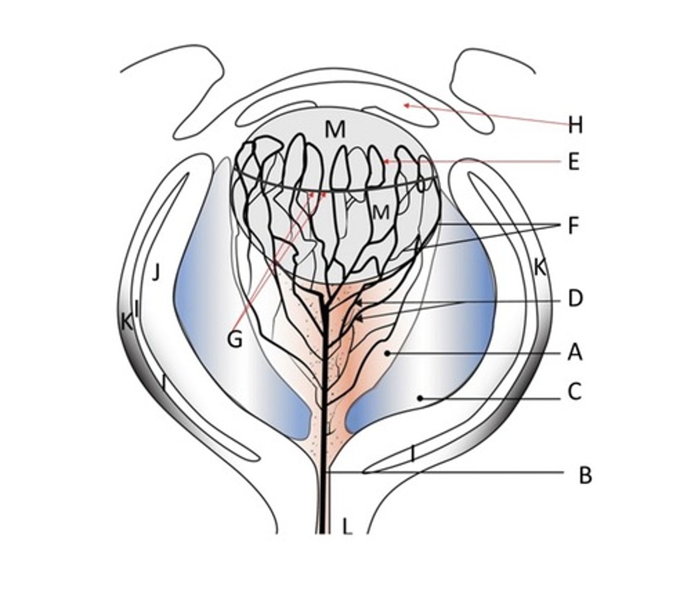 <p>anterior lens is surrounded by the anterior pupillary membrane which originates from the iris anterior stroma as well</p>