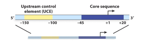 <p>RNA polymerase I promoters have a core element and an upstream control element. The core element is located near the ( ) site of transcription, while the upstream control element is located at about -150 and -100.</p>