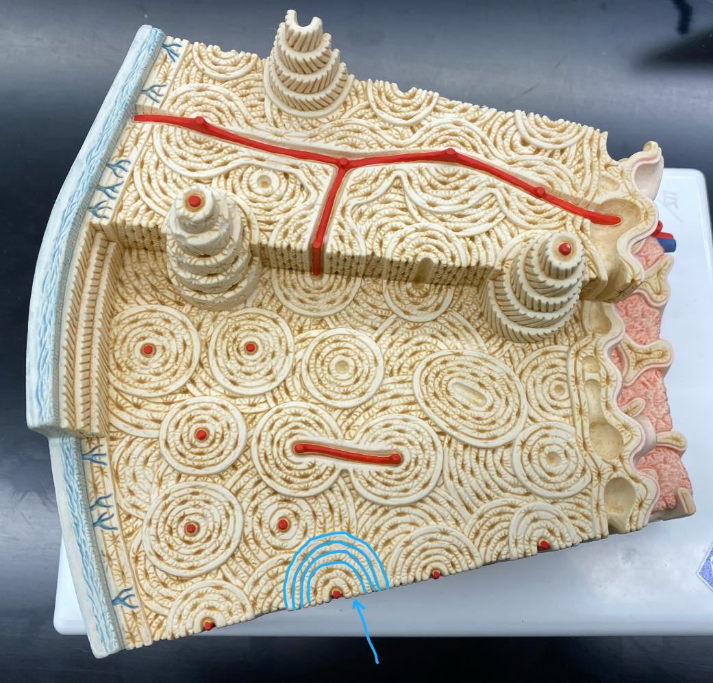 <p>Identify the name of this structure</p>