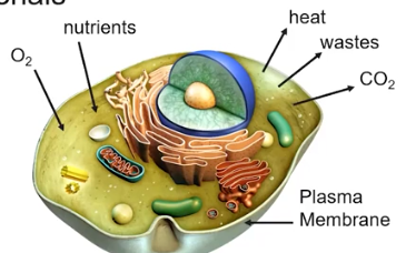 <p>Why are cells small?</p>