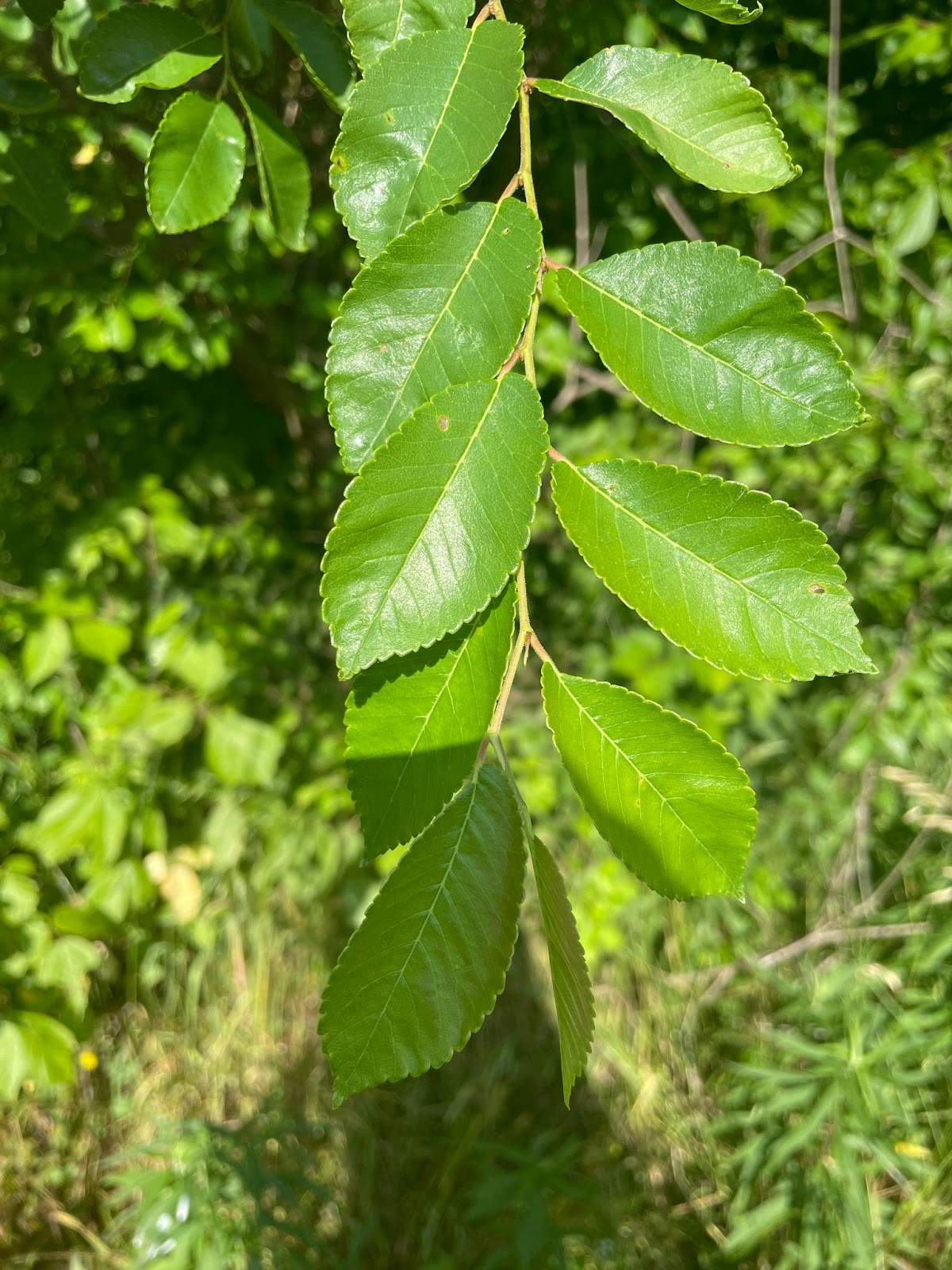 <p>Ulmus parvifolia</p>