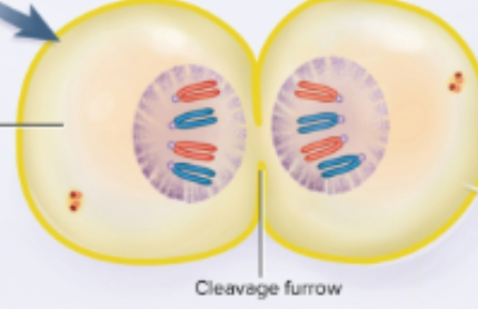 <p>Telophase</p>