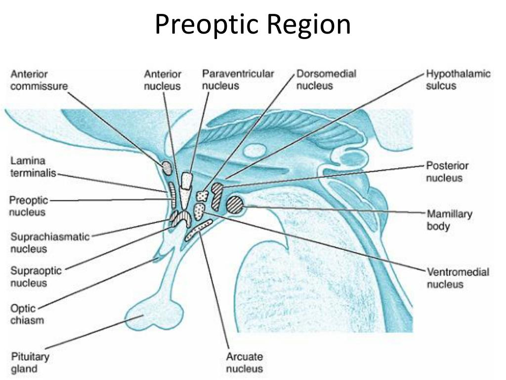 <p>hypothalamus</p><p>Thermoregulation, sexual behavior. Releases GnRH</p><p></p>