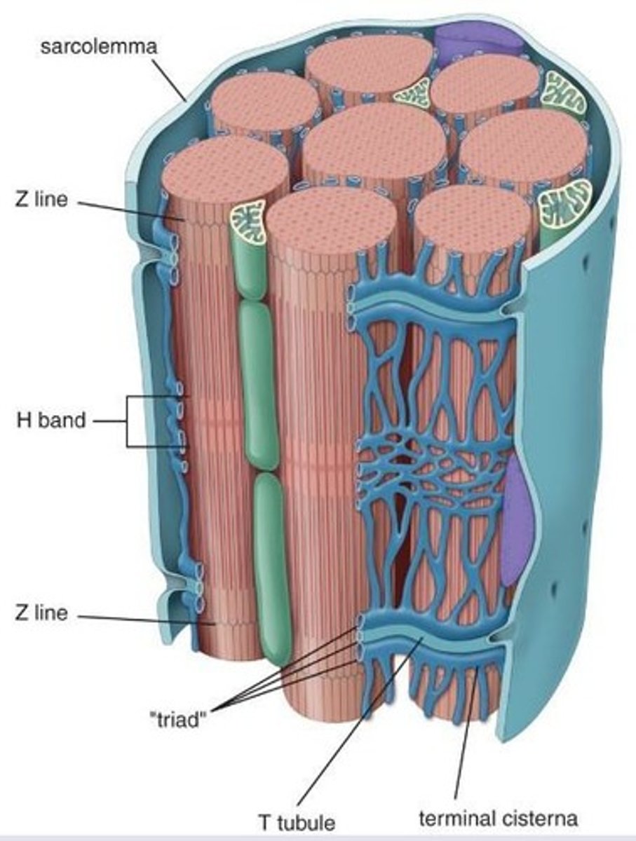 <p>Extensions of that sarcolemma (plasma membrane) that penetrate muscle fibers.</p>