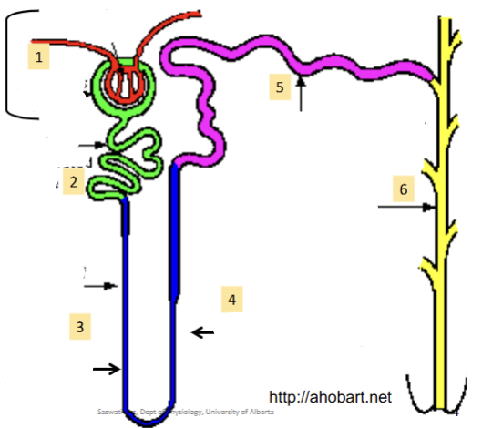 <p><strong>(6)</strong>. Many Nephrons drain into a single collecting duct. More fine tuning and homeostatic control occurs here</p>