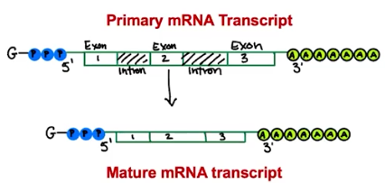 <p>Introns</p>