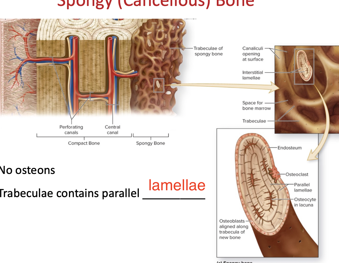 * Open lattice of narrow plates called **trabeculae**
* Internal surface of bones
* No osteons


* Trabeculae contains parallel lamellae