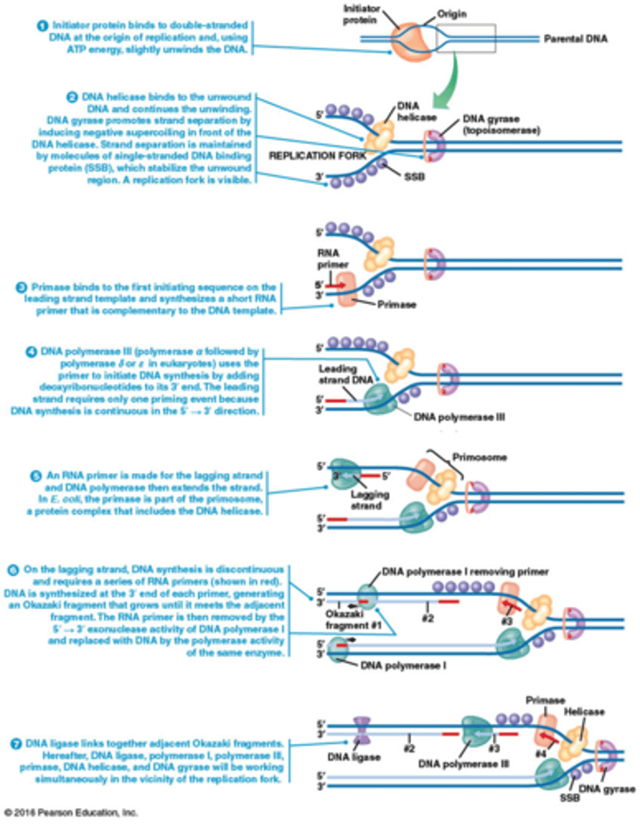 <p>1 Initiatoreiwit bindt aan dubbelstrengs DNA bij de ORI en gebruikt ATP-energie om het DNA lichtjes te ontwinden.</p><p>2 DNA-helicase bindt aan het ontwonden DNA en gaat verder met het ontwinden. DNA-topoisomerasen helpen bij de scheiding door negatieve supercoiling voor helicase te creëren. Enkelstrengs DNA-bindende eiwitten (SSB) stabiliseren het ssDNA. Een replicatievork wordt zichtbaar.</p><p>3 Primase bindt aan de eerste initiërende sequentie op de leidende streng en synthetiseert een korte RNA-primer die complementair is aan het DNA.</p><p>4 DNA-polymerase III (of δ en ε in eukaryoten) begint met DNA-synthese door nucleotiden toe te voegen aan het 3'-uiteinde van de primer op de leidende streng. DNA-synthese is continu in de 5' → 3' richting.</p><p>5 Een RNA-primer wordt gemaakt voor de volgende streng, en DNA-polymerase verlengt deze streng. In E. coli is de primase deel van het primosoom, een eiwitcomplex dat helicase omvat.</p><p>6 Op de volgende streng is DNA-synthese discontinu en vereist het meerdere RNA-primers. Aan het 3'-uiteinde van elke primer wordt een Okazaki-fragment gesynthetiseerd. DNA-polymerase I verwijdert de RNA-primers en vervangt ze door DNA.</p><p>7 DNA-ligase verbindt aangrenzende Okazaki-fragmenten. Daarna werken DNA-ligase, polymerase I, polymerase III, primase, helicase en DNA-topoisomerasen samen bij de replicatievork.</p><p>https://mediaplayer.pearsoncmg.com/assets/secs-molecular-model-of-dna-replication</p>