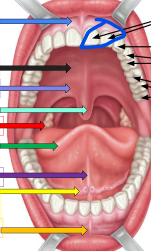 knowt flashcard image