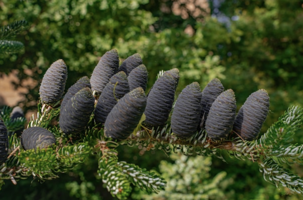 <p>identify by cones</p>