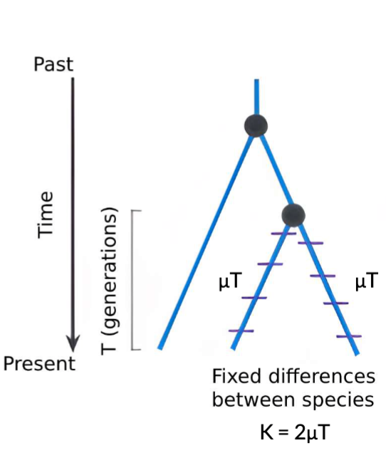 # fixed differences (K) between 2 species that separated from one another T generations ago