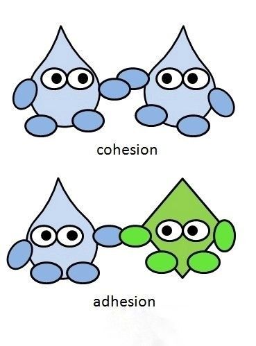 <p>water interacting w/ other WATER molecules and forming hydrogen bonds</p><p>cohesion is what helps water move from the roots of a tree to the very top</p>