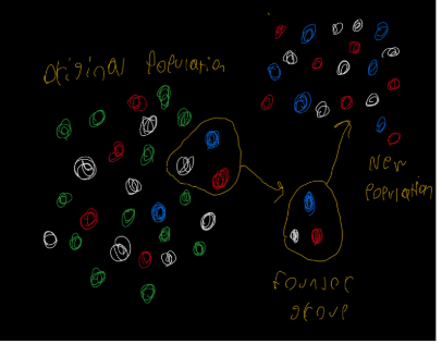 <p>describes a reduction in genetic variations that results when a new colony is established by a small subset of a large original population. Accelerates genetic drift by perpetuating a subset of alleles from an original population to a new one. </p>