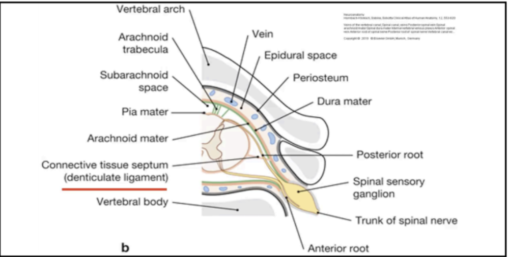 <p>Ligamentum denticulatum (denticulate ligament) </p>