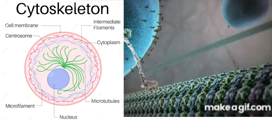<p>Biomolecules:</p><ul><li><p>protein filaments + tubules = microscopic network in cytoplasm</p></li><li><p>all cells</p></li></ul><p>Function:</p><ul><li><p>maintains shape of cells + provides organization (ex: motor proteins)</p></li><li><p>centrosomes: used as transport when cell is dividing</p></li></ul><p></p>