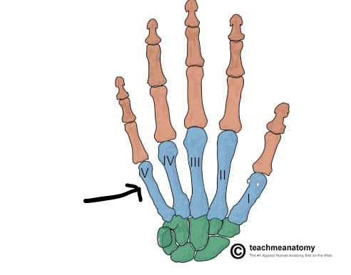 <p>Numbered I-V from Thumb to Pinky</p>