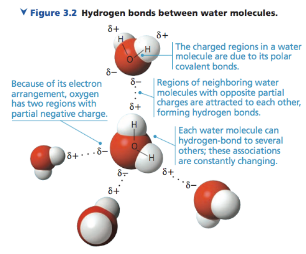 <p>The positively charged hydrogen of one water molecules is attracted to the negatively charged oxygen of another.</p>