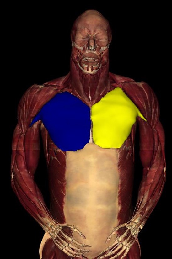 <p><strong>Origin:</strong> anterior borer of medial half of clavicle, anterior surface of sternum, superior six costal cartilages</p><p><strong>Insertion: </strong>bicipital groove of humerus</p><p><strong>innervation: </strong>C5-T1</p><p><strong>actions: </strong>flex, extend, adduct, and medially rotate humerus; draw scapula anterior and inferior</p>