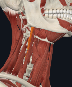 <p>What muscle is highligted</p>