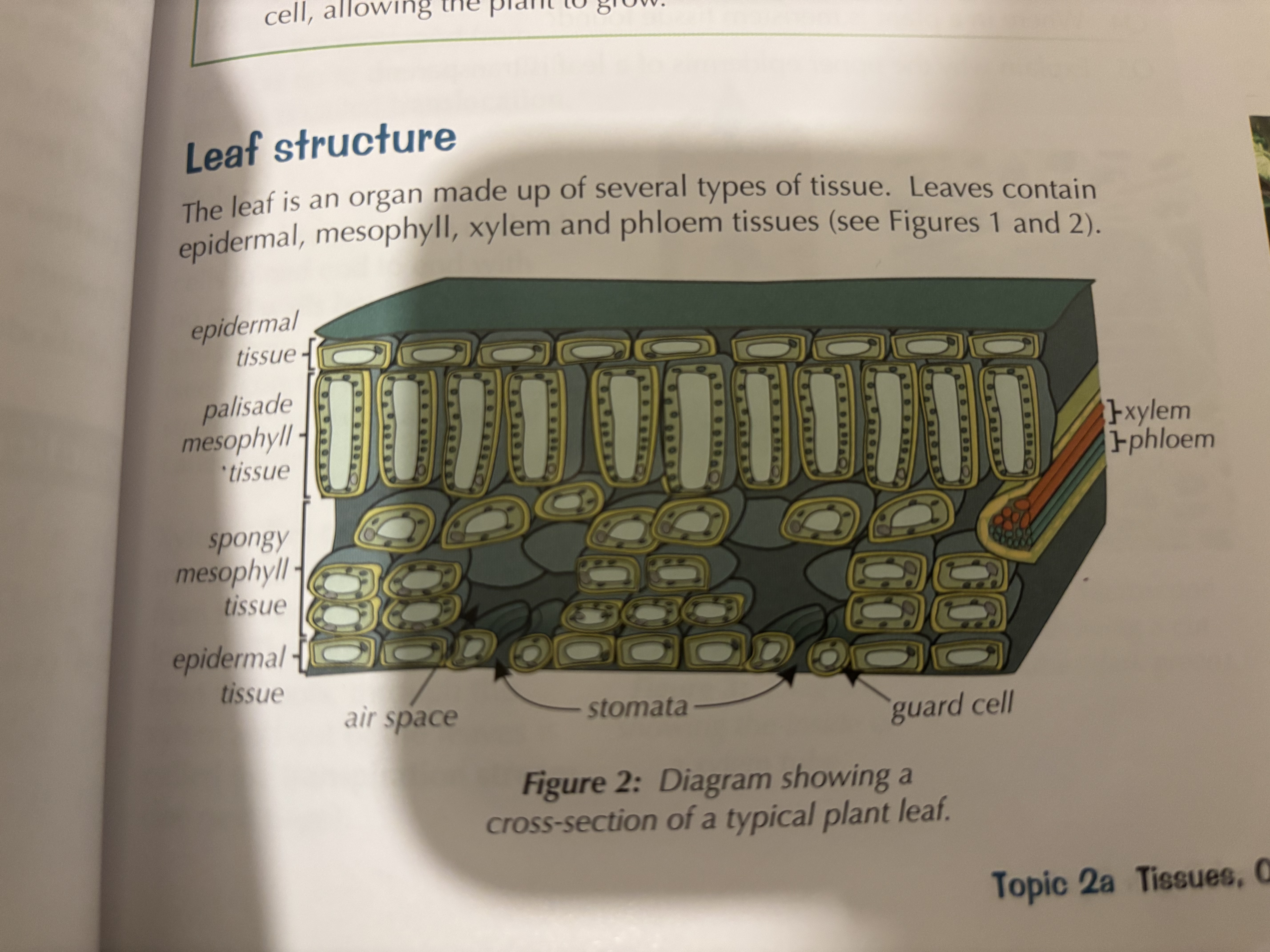 knowt flashcard image