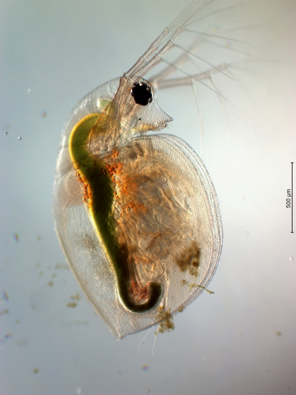 <p><u>Astacus fluviatilis</u></p><p><strong><u>Daphnia pulex</u></strong><em> - përcakton cilësinë e ujit</em></p><p><em><u>Cyclops albidus</u> - ka një sy</em></p>