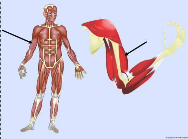 <p>What major muscle is this?</p>