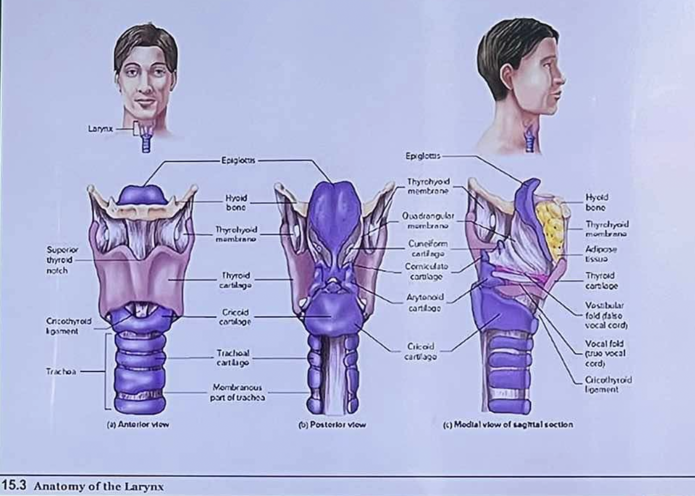 <p>9 Cartilages of the Larynx</p>