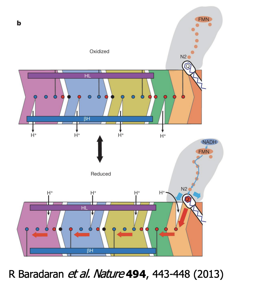 <p><u>A long alpha helix</u> (on the NuoL subunit) on Complex I helps drive <u>conformational changes</u> that couples electron transfer to proton pumping</p>