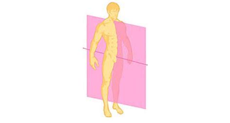 A vertical plane that divides the body into left and right halves (flexion/ extension)