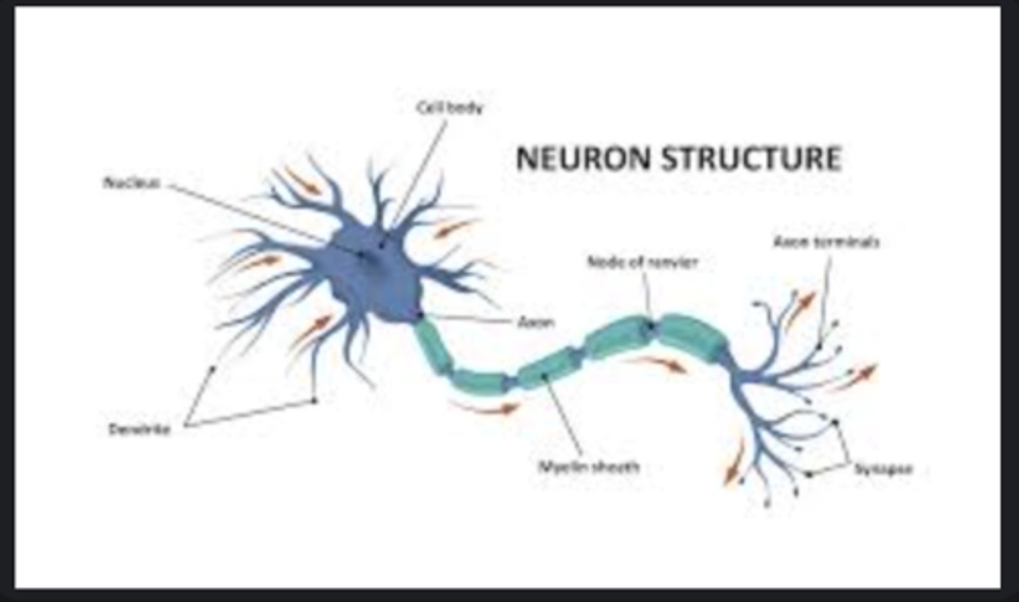 <p>Branching structures receiving signals from other neurons.</p>