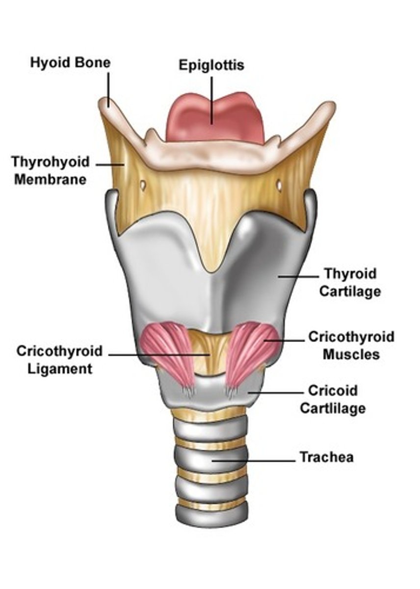 <p>Hyoid bone</p><p>Epiglottis</p><p>Thyroid cartilage</p><p>Cricoid cartilage</p><p>Arytenoids</p><p>Corniculates</p>