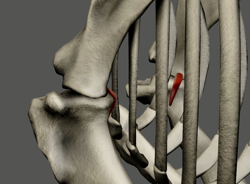 <p>odstup: cavitas glenoidalis scapulae</p><p>úpon: collum humeri </p><p>fce: napíná kloubní pouzdro articulatio humeri</p><p>foto Eq</p>