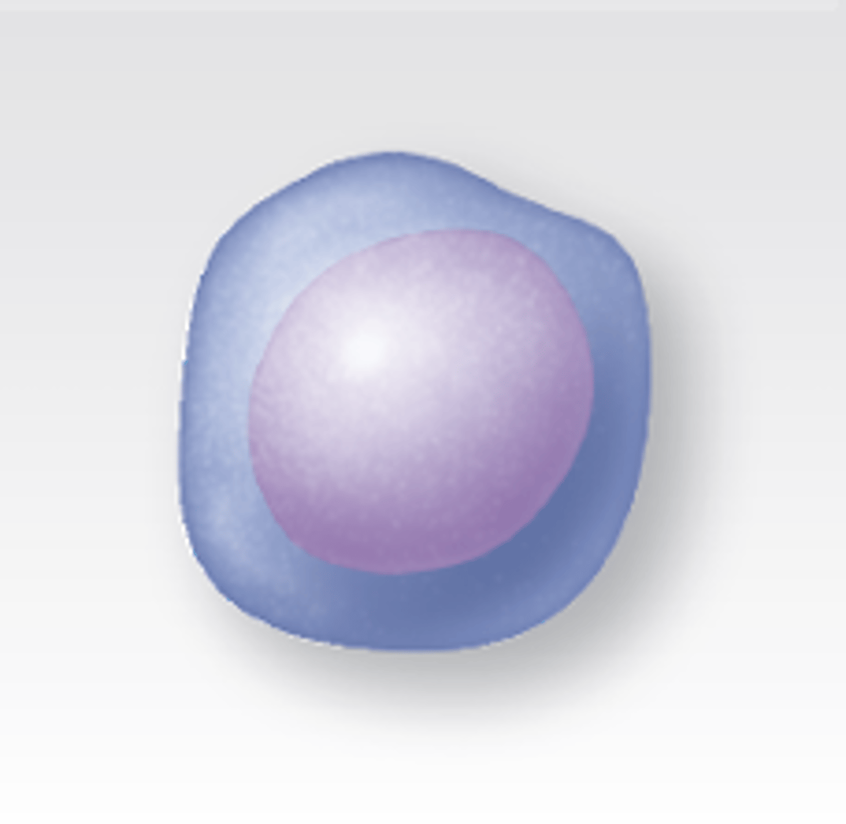 <p>requires hormone erythropoietin</p>