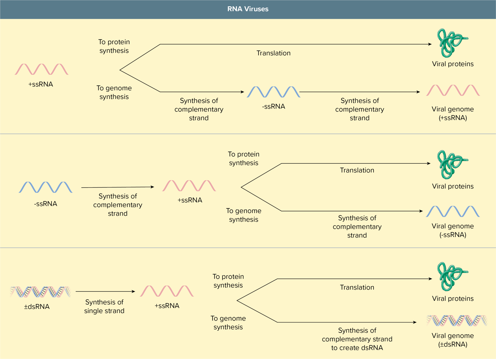 <p>Replicate in the host’s cytoplasm, requiring virally encoded RNA polymerase&nbsp;(replicase); some contain segmented genomes (containing more than one piece of RNA), resulting in reassortment if two stains of a virus effect the same host </p>