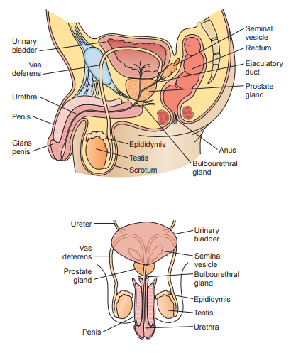 Figure 1: Anatomy of the male genitalia