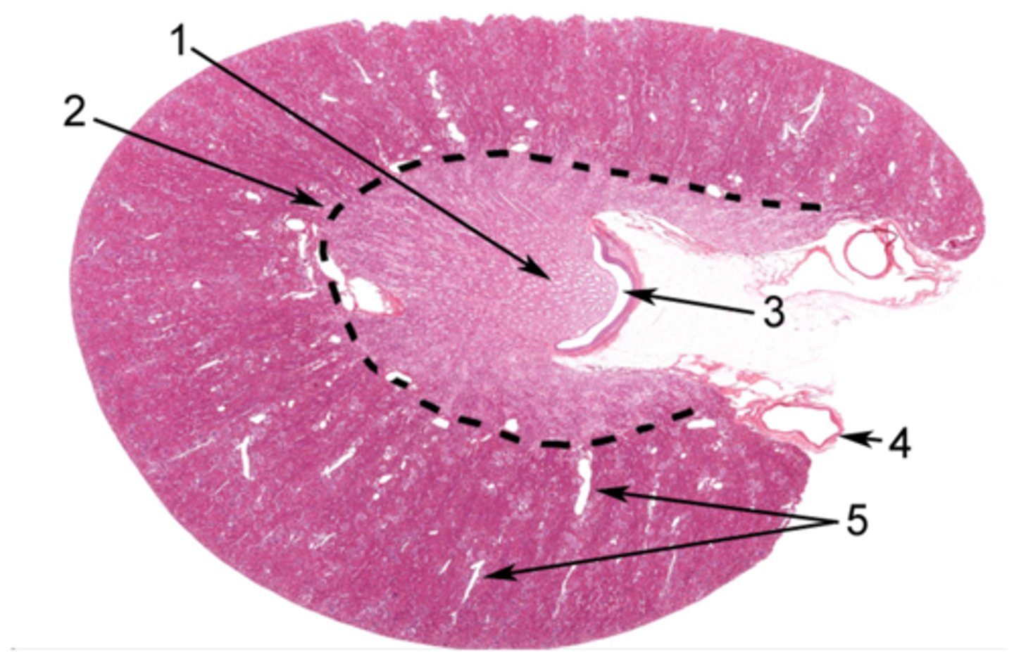 <p>Identify the area of the kidney at 1</p>