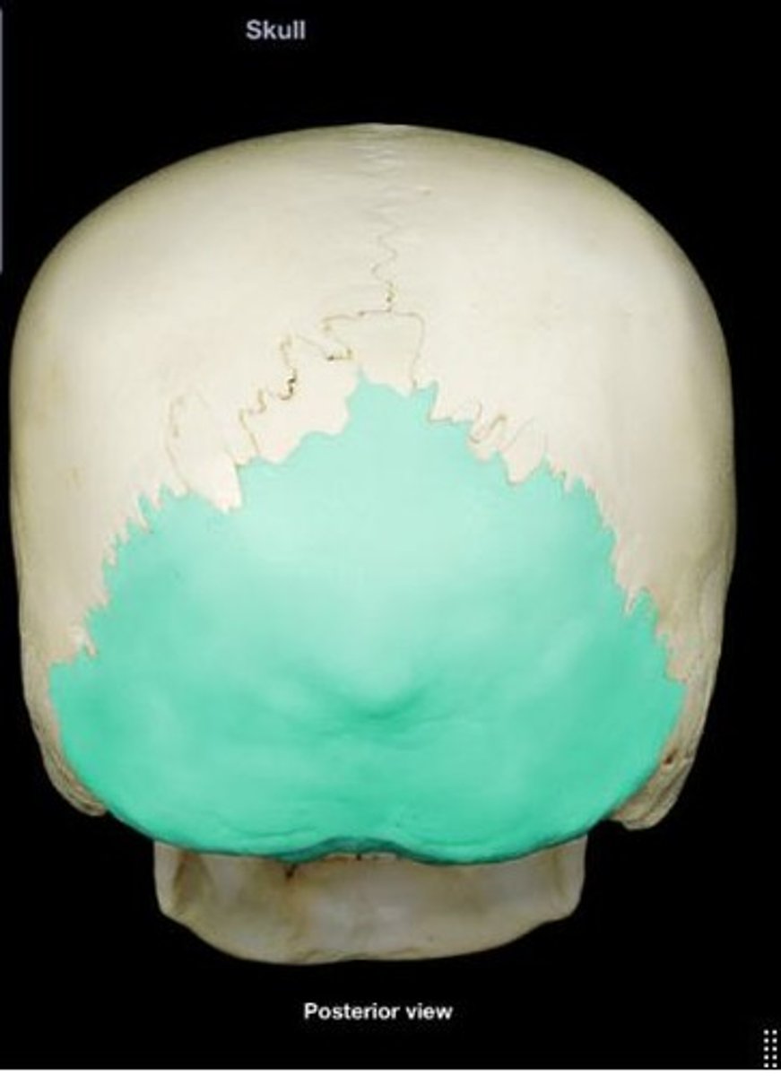 <p>Bone at the back of the skull.</p>