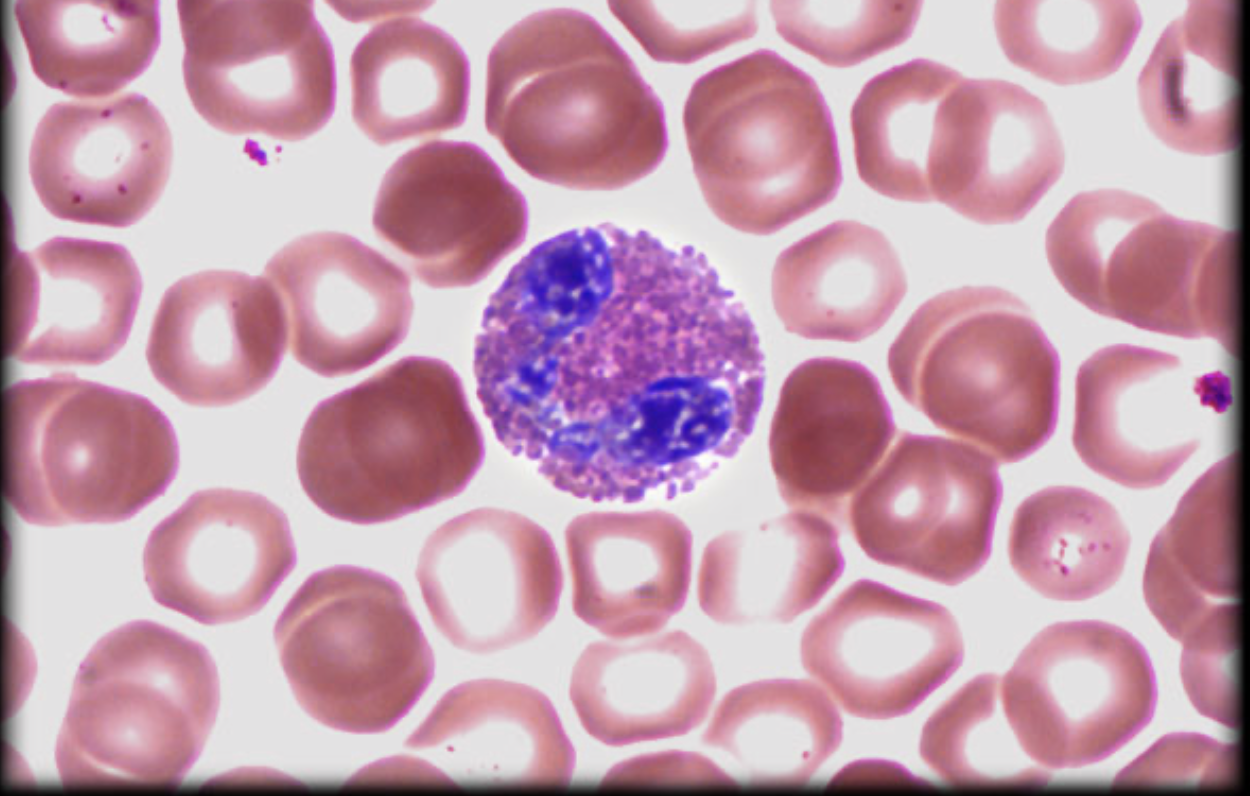 <p>What leukocyte is this?</p>