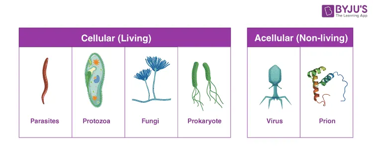 <ul><li><p>A disease causing agent, such as:</p><ul><li><p>Virus</p></li><li><p>Bacteria</p></li><li><p>Fungi</p></li><li><p>Protist</p></li></ul></li></ul><p></p>
