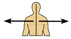 <p>Away from the midline of the body.</p>
