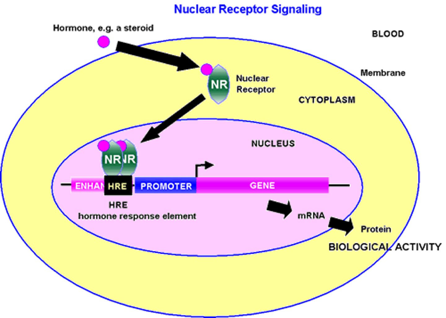 <p>-the steroid's receptor is located in the nucleus</p><p>- the Eicosanoid's receptor is located in the cytosol.(after binding to the HR, the HR travel into the nucleus).</p>