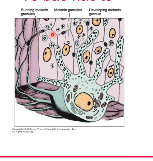 <p>Có nguồn gốc từ ngoại bì mào thần kinh, bào tương nhiều thể melanin</p><p>Thân nằm trong lớp đáy của biểu bì và mô liên kết,phần bào tương tạo nhánh khá dài nằm trong lớp gai</p><p>Phát hiện bằng nhuộm bạc</p>