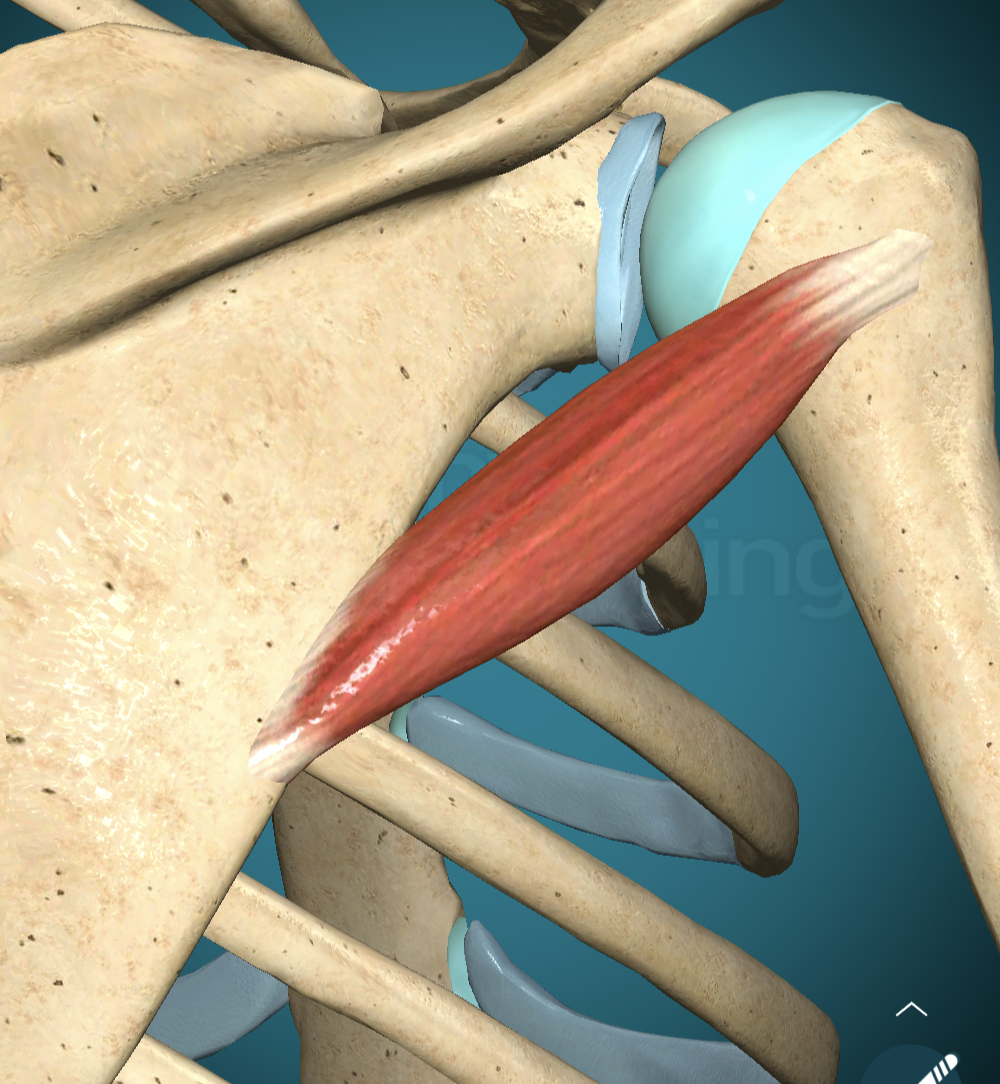 <p>Teres Minor Origin</p>