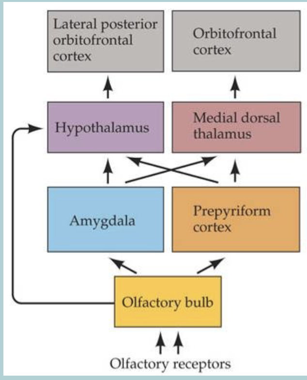 <p>Central projections of olfaction directly innervates areas in the brain involved in EMOTION - AMYGDALA&nbsp;</p>