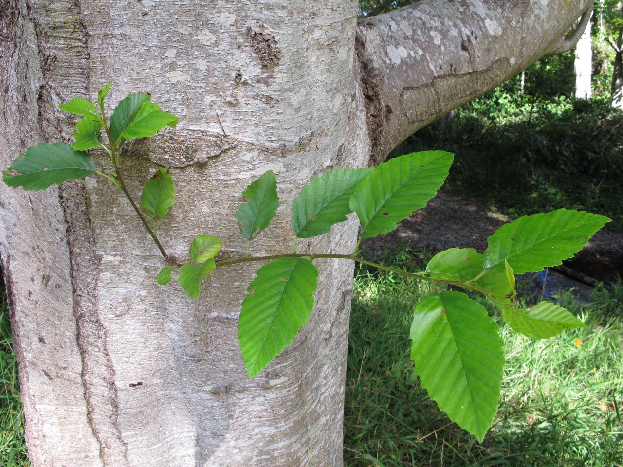 Blade: leaves will curl on themselves, double serrated, short petiole, flower buds grow in groups, long skinny catins
Buds: odd shaped, large bud, red/green in color
Region: grow near coast of northern California northward