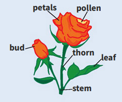 term image