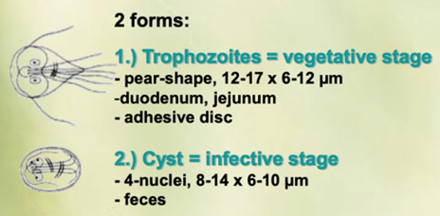 <p><strong>Trophozoites</strong>: </p><p>- vegetative stage </p><p>- pear shaped</p><p> - jejunum </p><p>- adhesive disc </p><p><strong>Cyst:</strong></p><p>- infective stage </p><p>- 4 nuclei</p><p>- 8-14 micrometer</p><p> - feces</p>